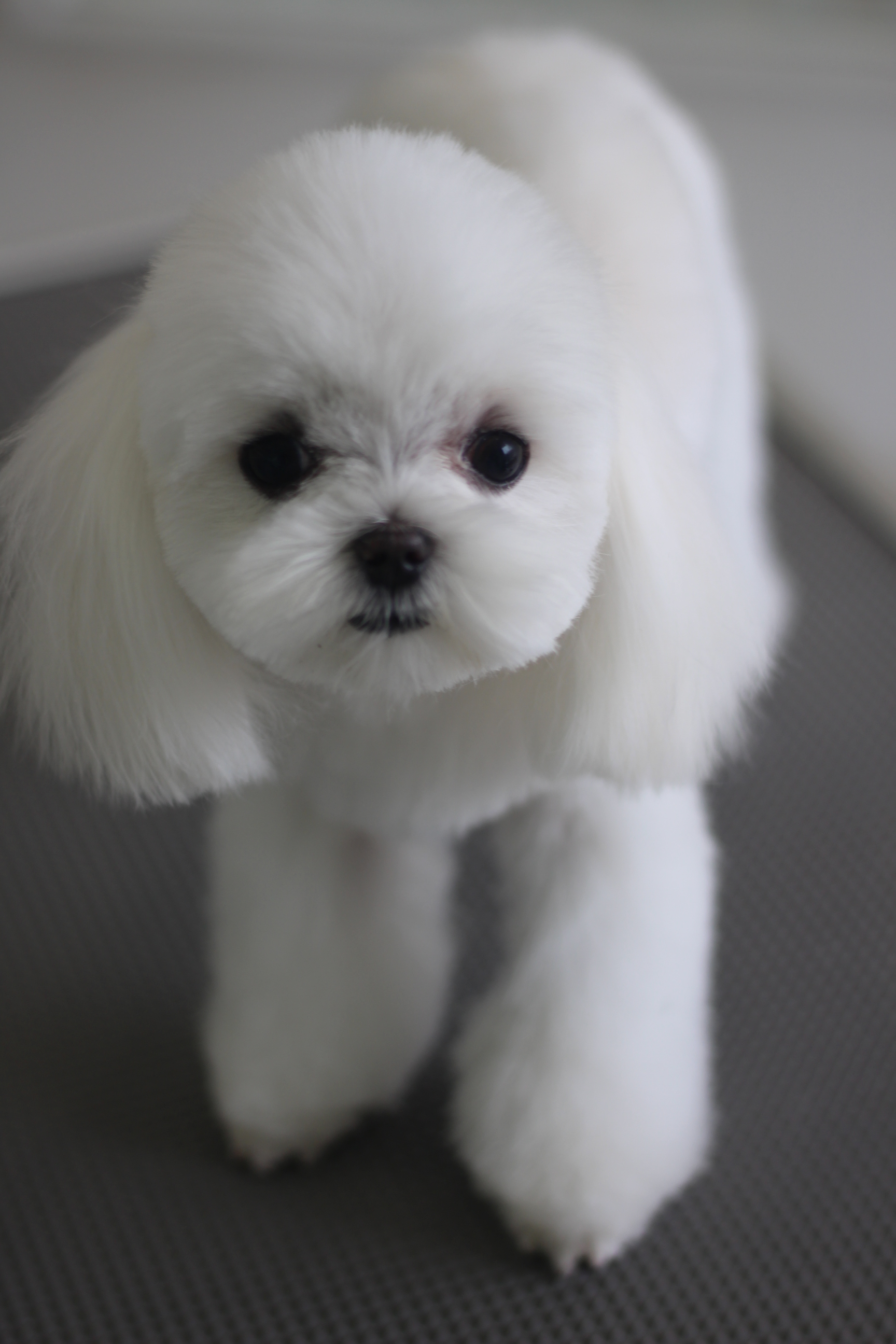 マルチーズの子犬のカットスタイル