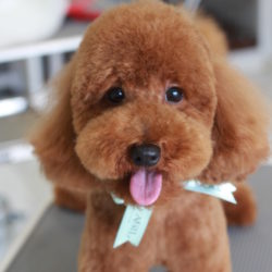 夏が来るよ~!アシルの元気な仲間達☆