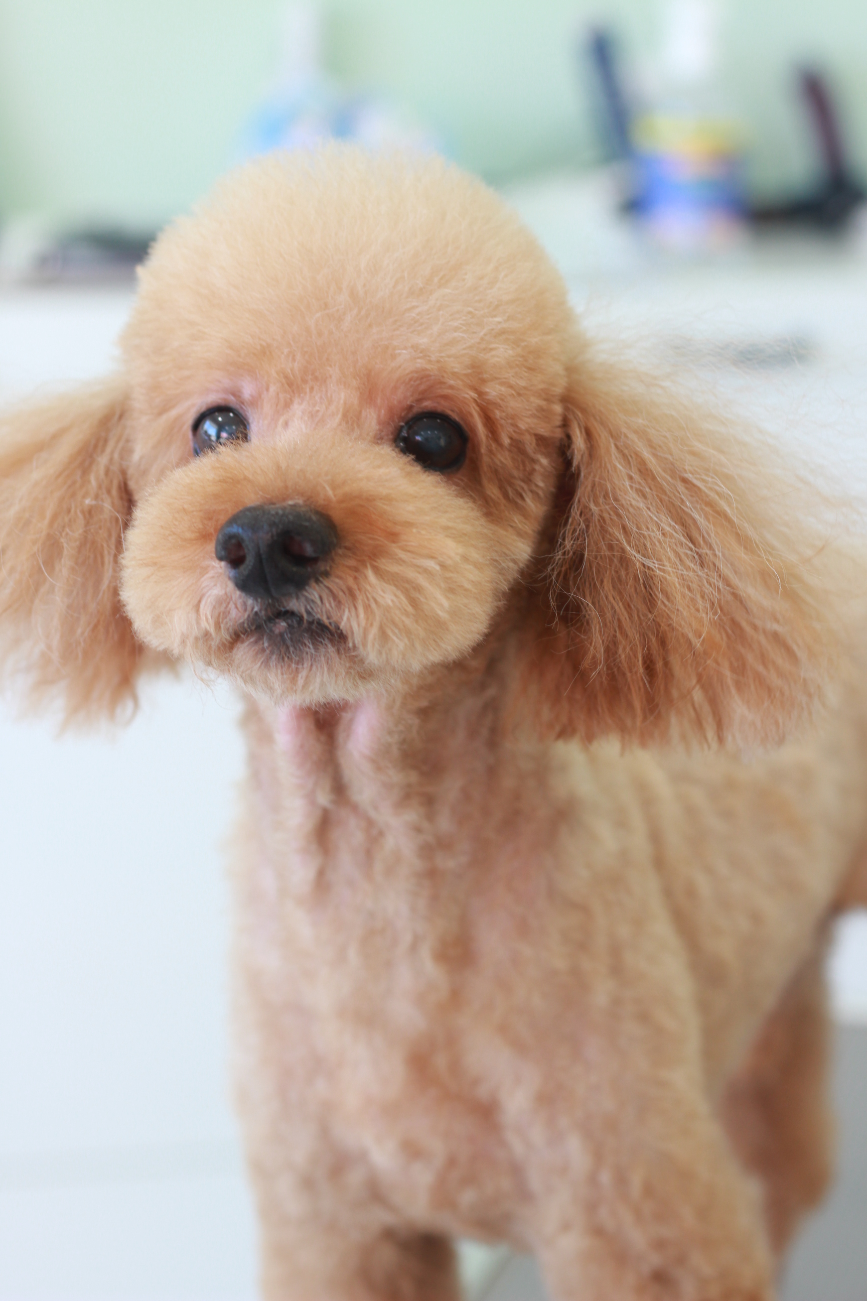 プードル チワワのサマーカット 浜松市のトリミングサロン Dog Asil ドッグアシル