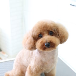 トイプードルのおまんじゅうカットでかわいいスタイル☆