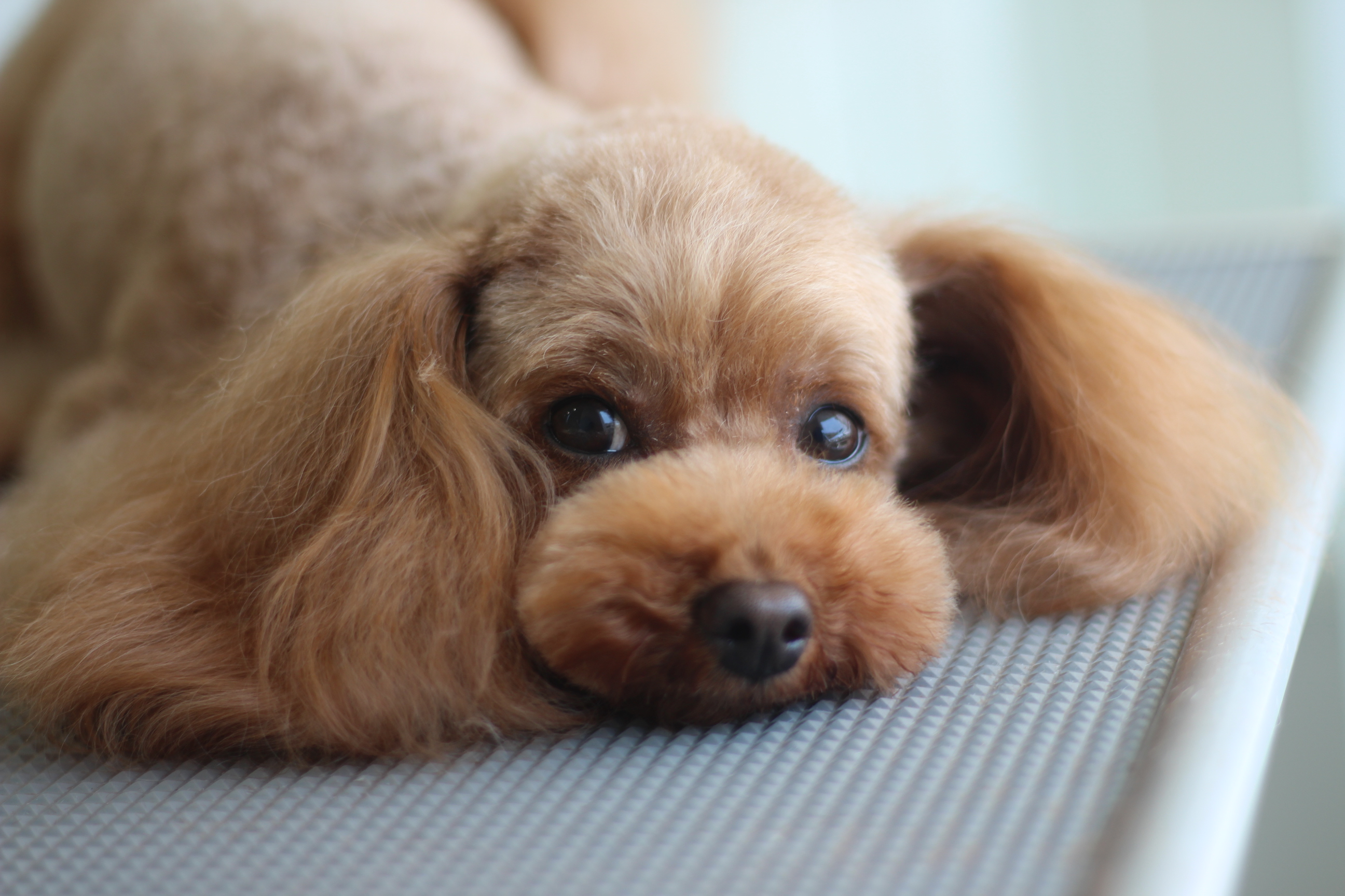 子犬 ブラッシング いつから