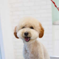 秋のイメチェン☆カラーリングとカットでふわもこスタイル☆