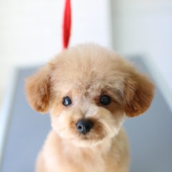 トイプードルのあどけないベビーテディベアスタイル♪