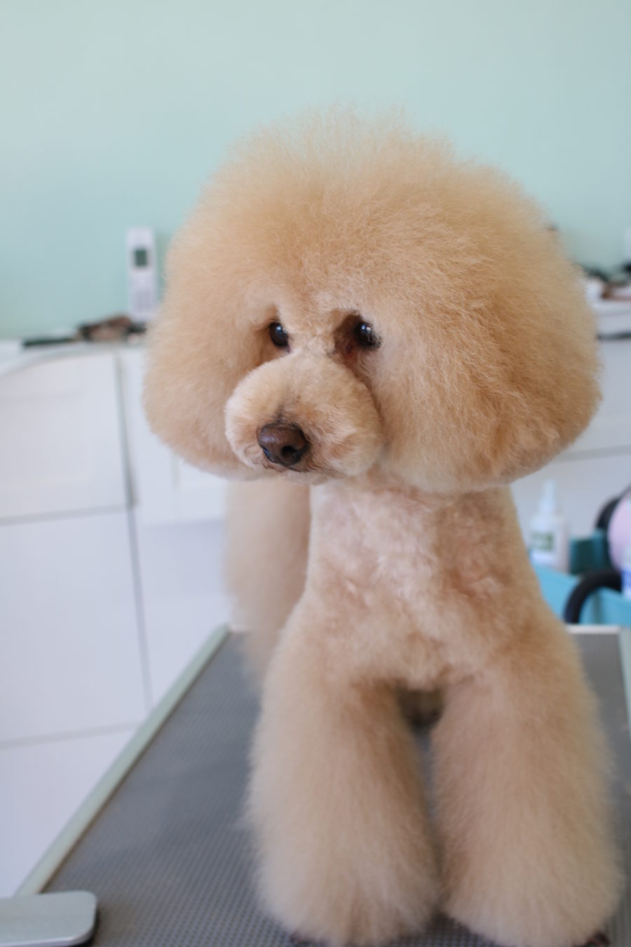 愛されし者 トイ プードル ロング ヘアー