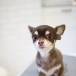 チワワの手触りツルツルなスムース風カットスタイル