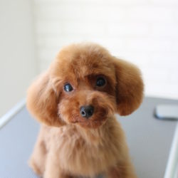 トイプードルのキュートすぎるプリンセステディベアスタイル