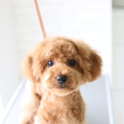 超劇的ビフォーアフター！！トイプードルの子犬、「初めてのトリミング」の巻☆