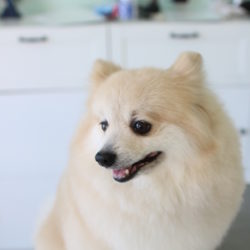 ポメラニアンのふわもこスタイル！