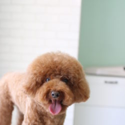 トイプードルのふんわりアフロヘアでオシャレスタイル☆