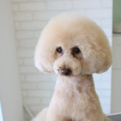 トイプードルのふわっともこもこアフロスタイル♪