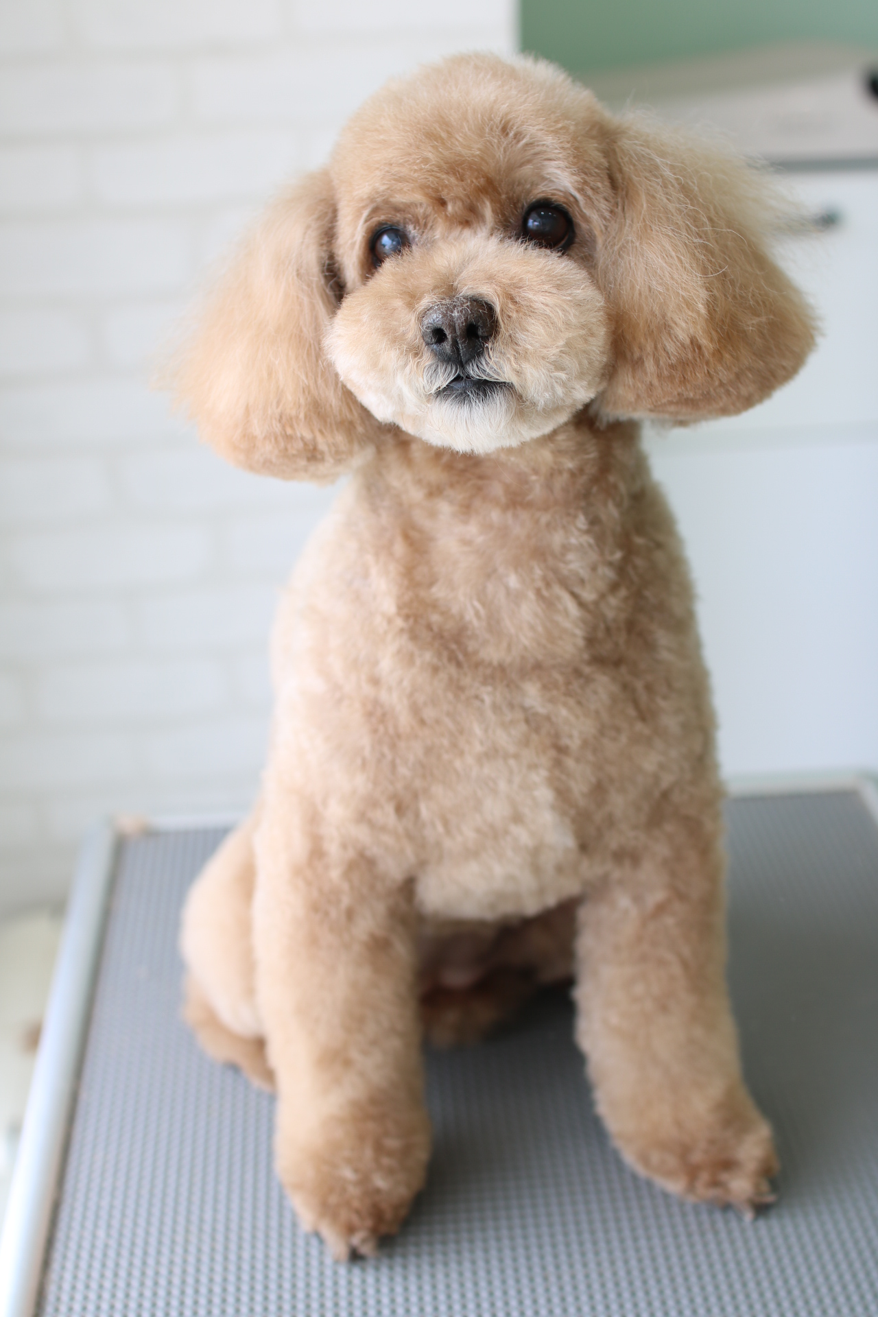 チワワのライオン風スッキリカット トリミングサロン ドッグアシル 浜松市東区のトリミング ペットホテル