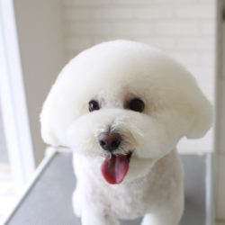 甘すぎないクール系アフロスタイル