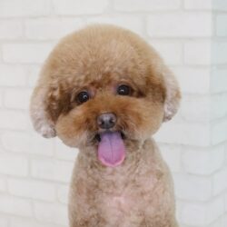 トイプードルのふっくらアフロ風ヘアスタイル