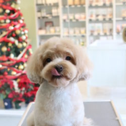 舌ペロキュートなわんこたち♪