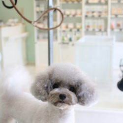 お耳がぴょこんっと上がるトイプードルのポンポンイヤースタイル♪