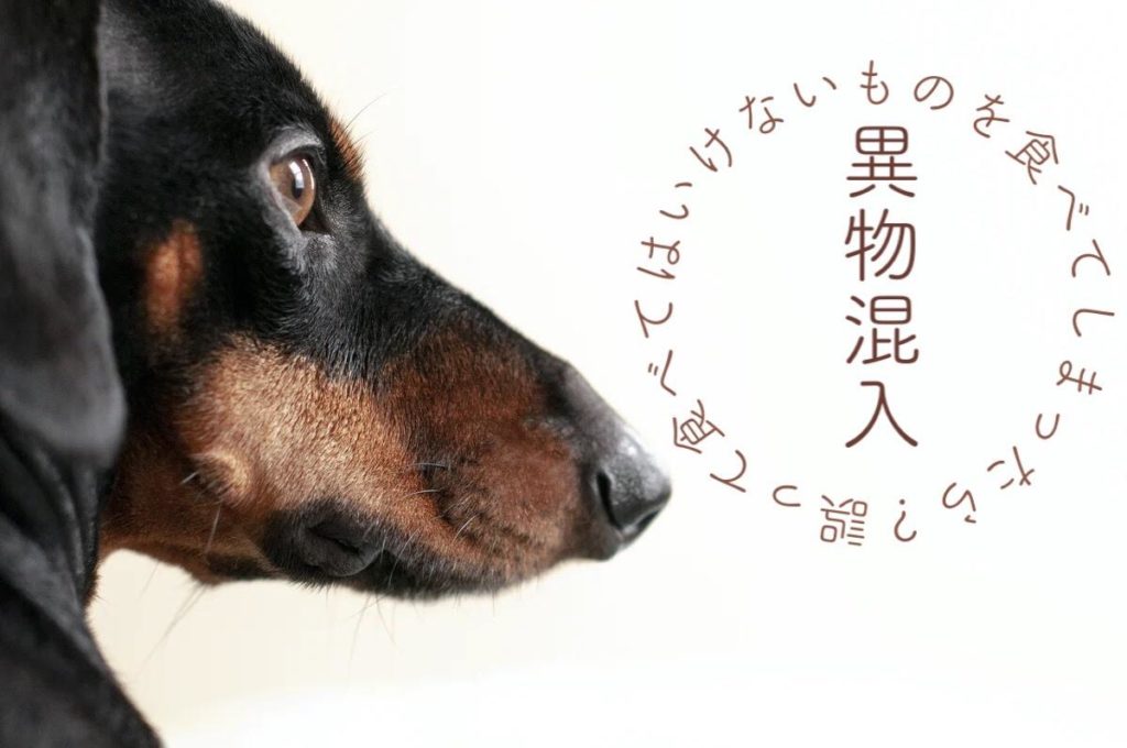 犬が食べては行けな物を食べてしまったら 浜松市のトリミングサロン Dog Asil ドッグアシル