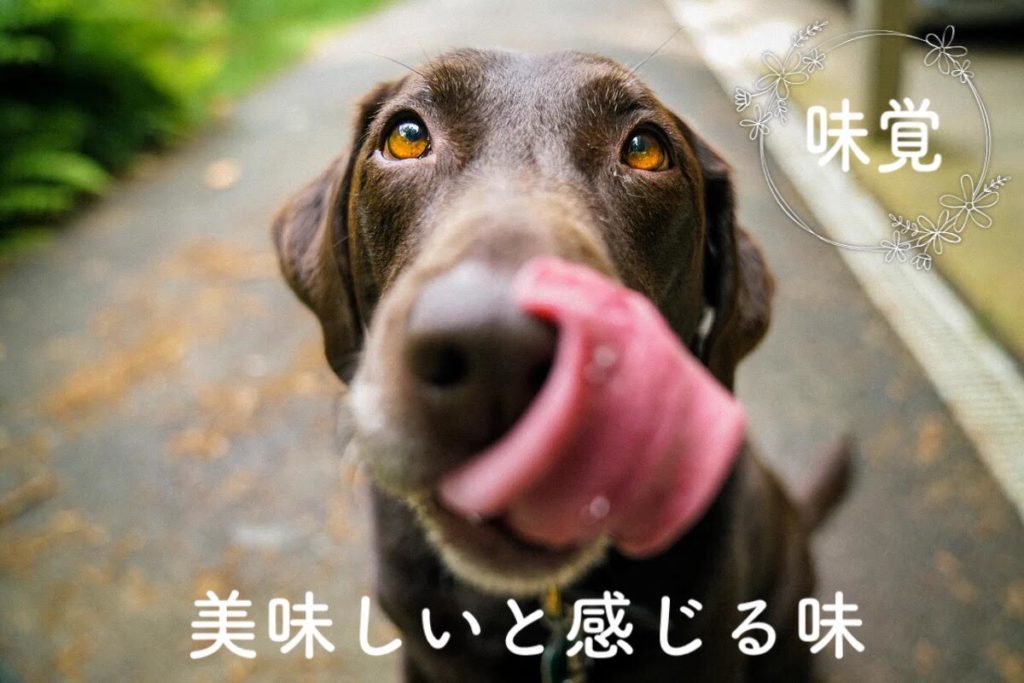 犬は味覚を感じるの トリミングサロン ドッグアシル 浜松市東区のトリミング ペットホテル 犬は味覚を感じるの トリミングサロン ドッグアシル 浜松市東区のトリミング ペットホテル
