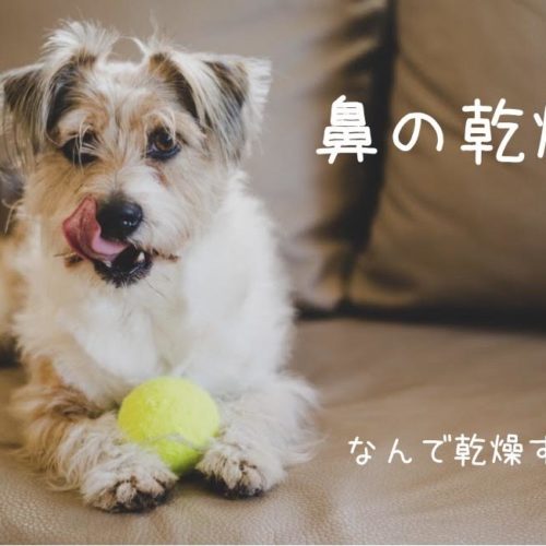 犬の鼻が乾燥するのはどうして 病気なの 浜松市のトリミングサロン Dog Asil ドッグアシル