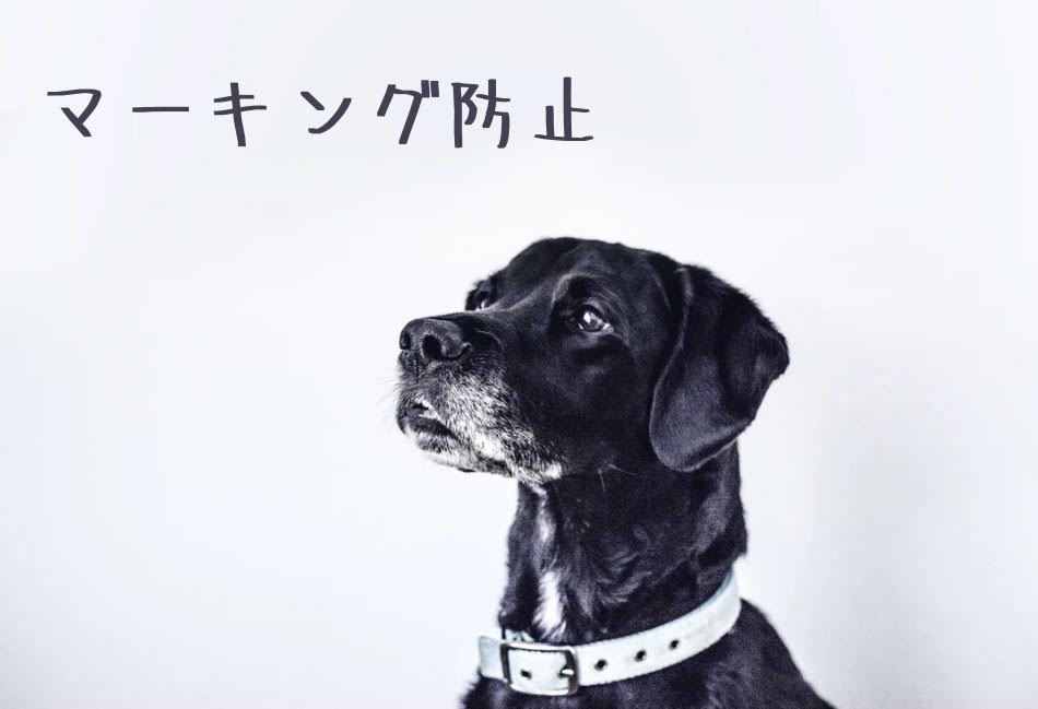愛犬のマーキングに困ってはいませんか 浜松市のトリミングサロン Dog Asil ドッグアシル