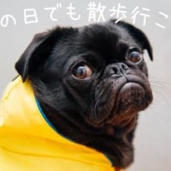 犬が散歩を嫌がる理由はここにあった トリミングサロン ドッグアシル 浜松市東区のトリミング ペットホテル