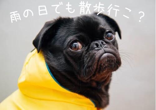 雨の日散歩