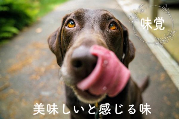 犬は味覚を感じるの トリミングサロン ドッグアシル 浜松市東区のトリミング ペットホテル