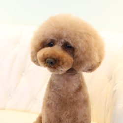 トイプードルのふわふわすぎなマッシュルームヘア