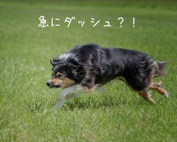 犬走り