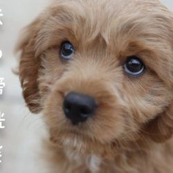 犬も膀胱炎になるの？！