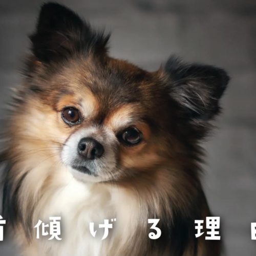 かわいいだけではない 犬が首をかしげる理由 トリミングサロン ドッグアシル 浜松市東区のトリミング ペットホテル