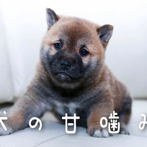 犬の甘嚙みにはどんな理由が 浜松市のトリミングサロン Dog Asil ドッグアシル