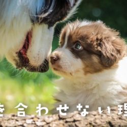 犬のウインクは何かの病気 可愛いだけではない トリミングサロン ドッグアシル 浜松市東区のトリミング ペットホテル