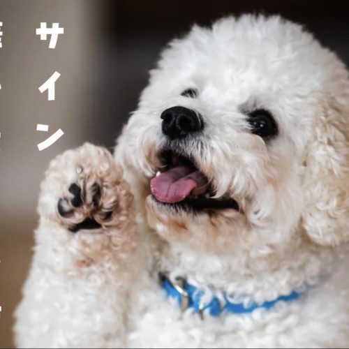 犬が撫でてほしいときのサイン トリミングサロン ドッグアシル 浜松市東区のトリミング ペットホテル