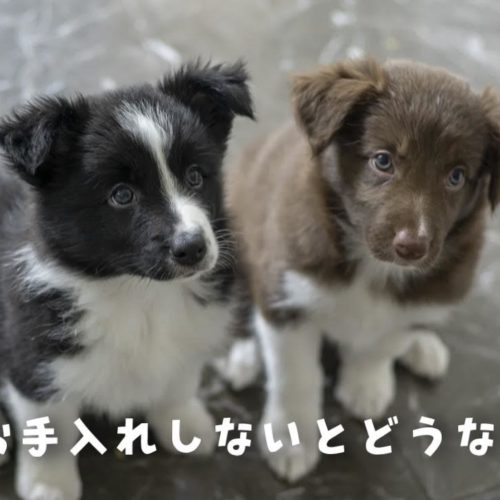 犬の爪はお手入れをしないとどうなる 浜松市のトリミングサロン Dog Asil ドッグアシル