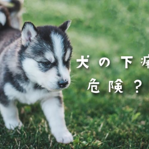 犬の下痢は危険 病院へ行ったほうが良い下痢 トリミングサロン ドッグアシル 浜松市東区のトリミング ペットホテル