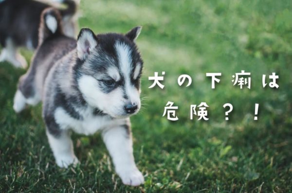 犬の下痢は危険 病院へ行ったほうが良い下痢 トリミングサロン ドッグアシル 浜松市東区のトリミング ペットホテル