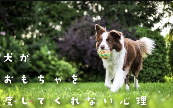 犬がおもちゃを渡してくれない トリミングサロン ドッグアシル 浜松市東区のトリミング ペットホテル