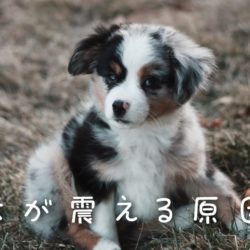 犬はなぜくるくる回る トリミングサロン ドッグアシル 浜松市東区のトリミング ペットホテル