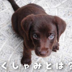 犬のため息にはどんな理由が 浜松市のトリミングサロン Dog Asil ドッグアシル