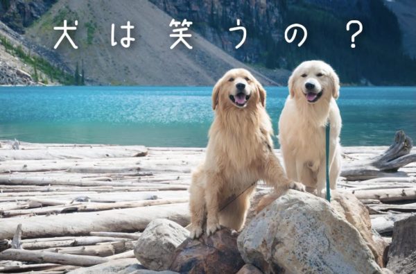 犬の笑顔に隠れた秘密 トリミングサロン ドッグアシル 浜松市東区のトリミング ペットホテル