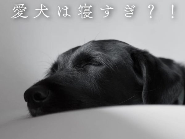 犬の睡眠時間が長い理由