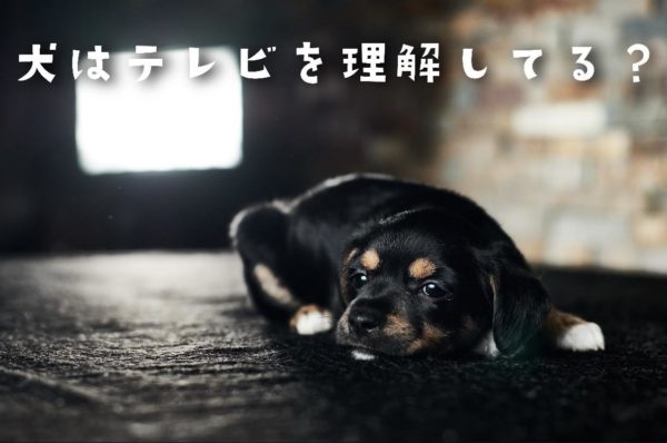 犬はテレビを理解している?