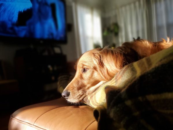 犬はテレビを理解している？