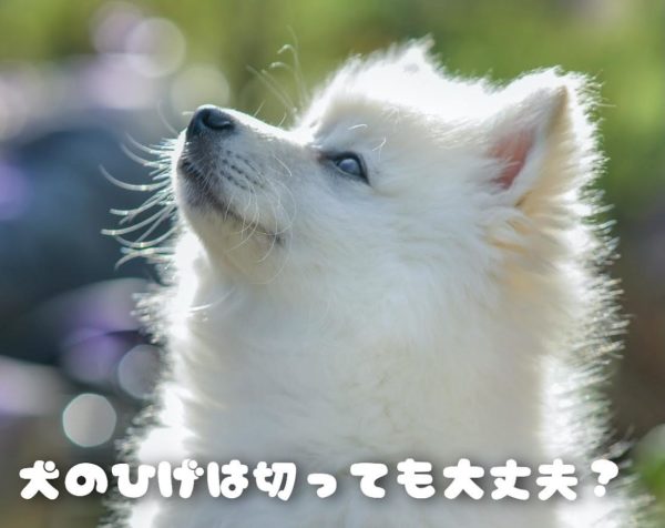 犬のひげは切っても大丈夫?