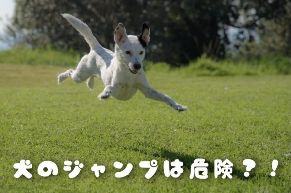 犬のジャンプは危険?!
