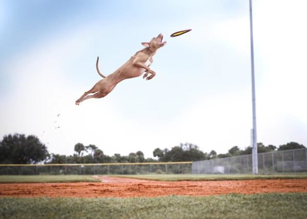 犬のジャンプは危険 下半身に負担が 浜松市のトリミングサロン Dog Asil ドッグアシル