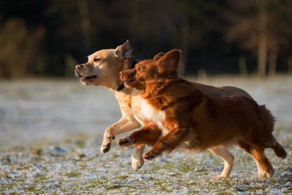 犬のジャンプは危険 下半身に負担が 浜松市のトリミングサロン Dog Asil ドッグアシル