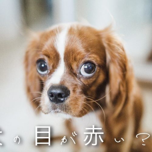 犬の目が赤くなるのはどうして なにかの病気 トリミングサロン ドッグアシル 浜松市東区のトリミング ペットホテル