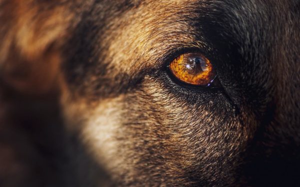 犬の目が赤い理由