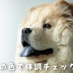 実は犬も猫舌 熱いものが苦手 トリミングサロン ドッグアシル 浜松市東区のトリミング ペットホテル